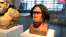 EXPOSITION. L'homme de Neandertal, si loin, si proche