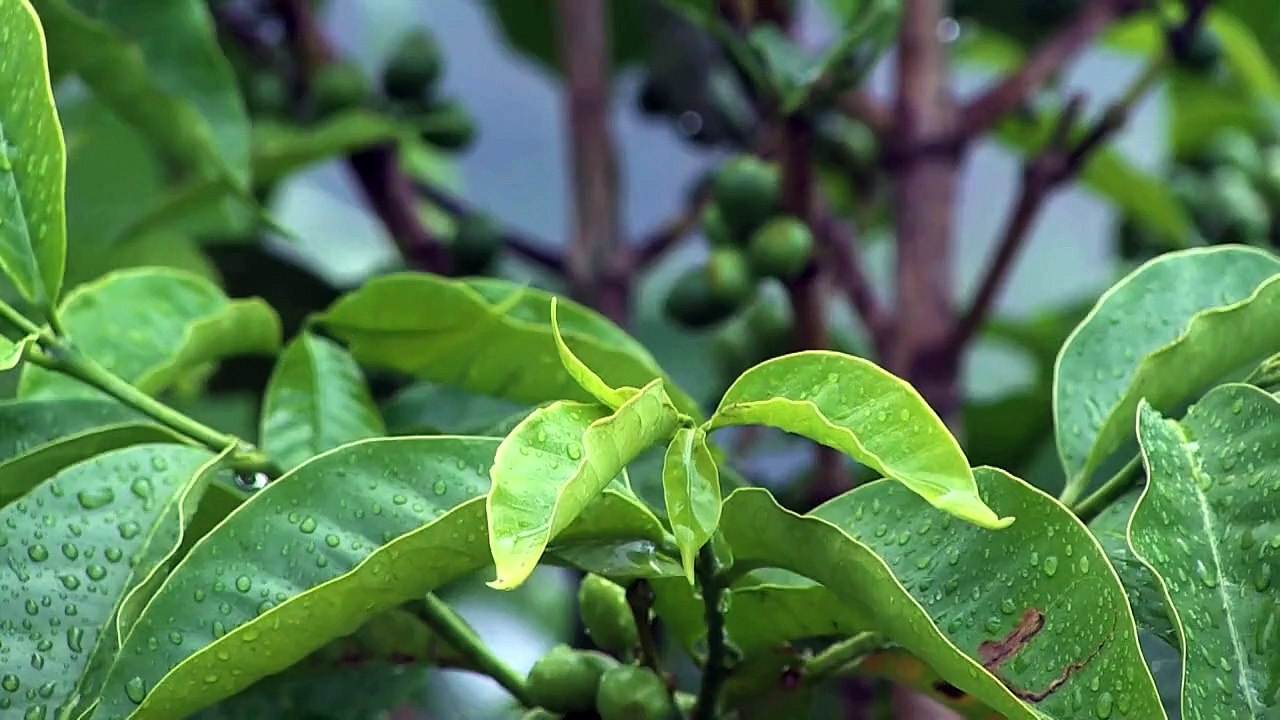 Café Neo will das Starbucks von Afrika werden