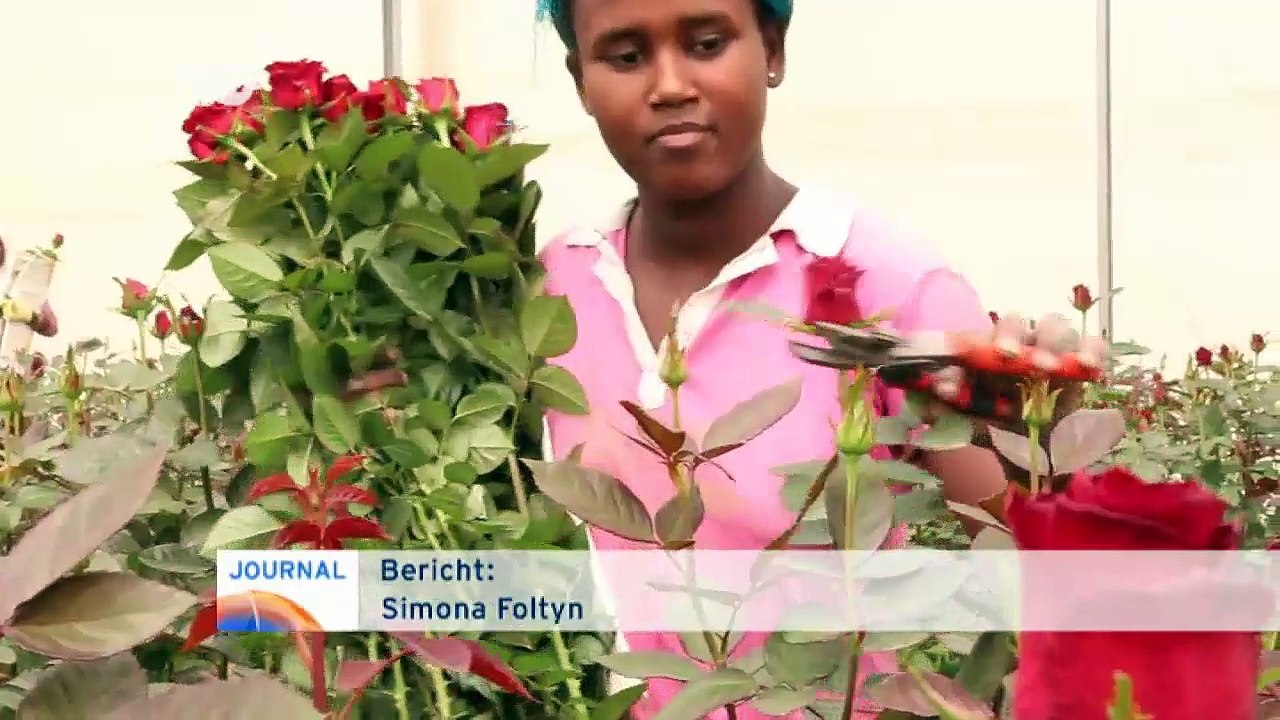 Äthiopien: schattenseiten des blumenanbaus | journal