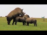 Animals funny   Rhinos