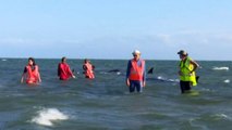 Nearly 200 whales stranded in New Zealand