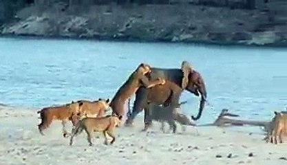 14 Lions 1 Elephant   Brace Yourself