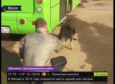 Interview de l'homme qui casse la glace pour sauver un chien