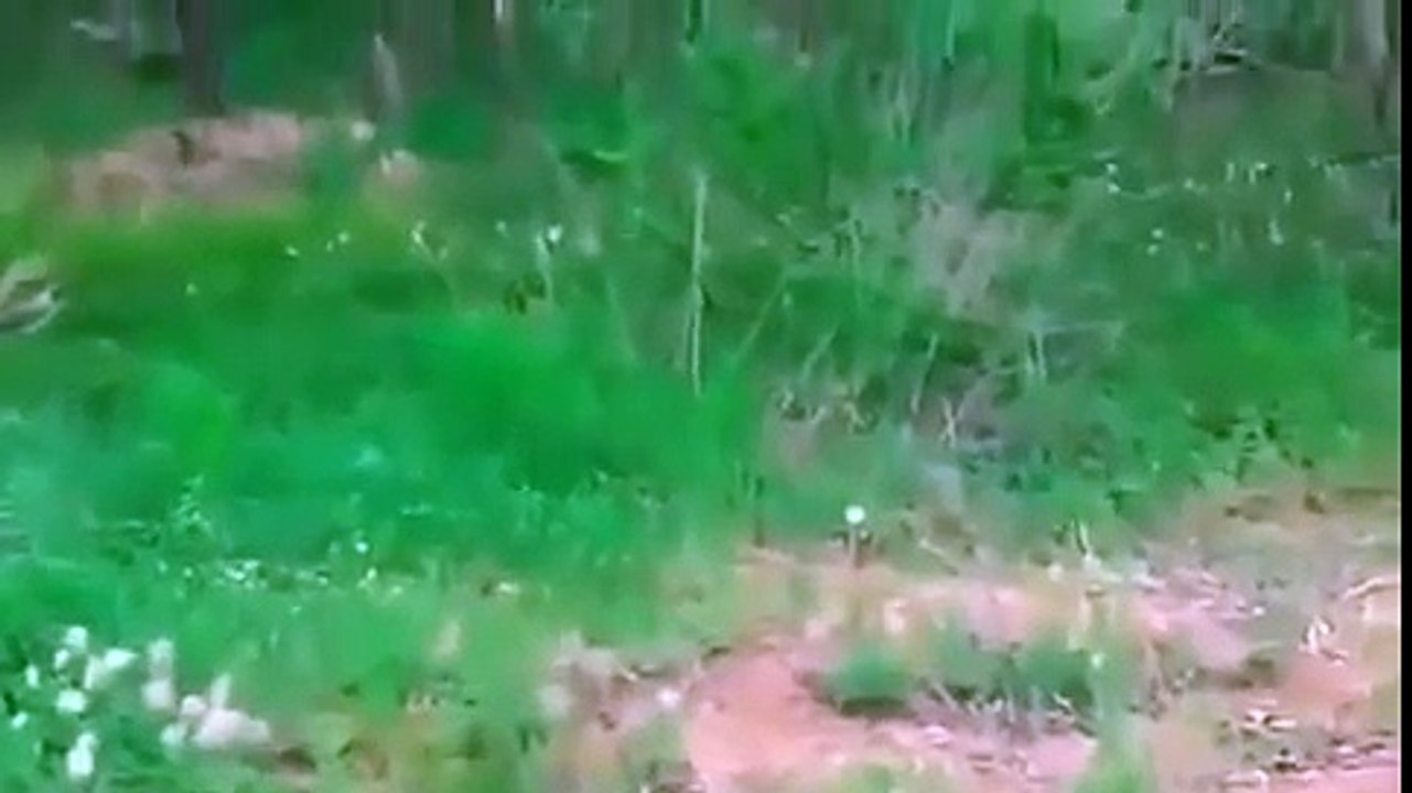 Baby Fox Rescued from Jar Funny Animals Funny Animal Videos