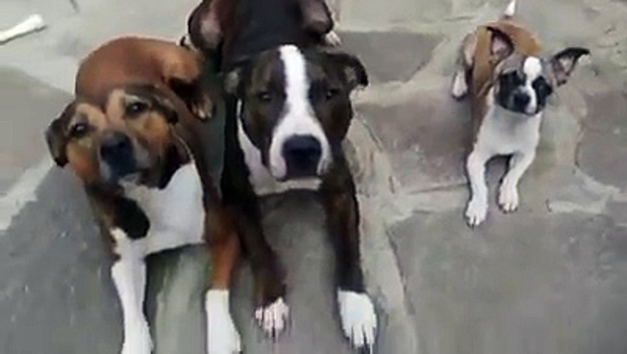 Small Dog greedily, took all of 2 sausage dogs - Funny Pet