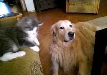 Cat Listens to Man's Command to Boop Canine Friend