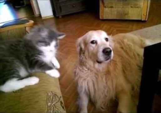 Cat Listens to Man's Command to Boop Canine Friend