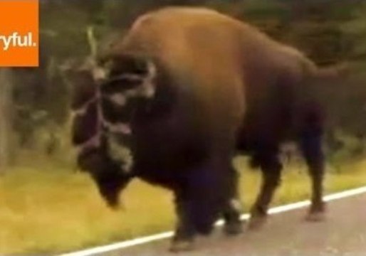 Unfortunate Bison Gets Branch Stuck to Its Face