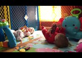 Twin babies Enjoying Play with Toys