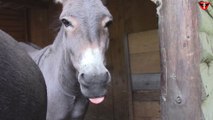 Donkeys are sticking out tongues