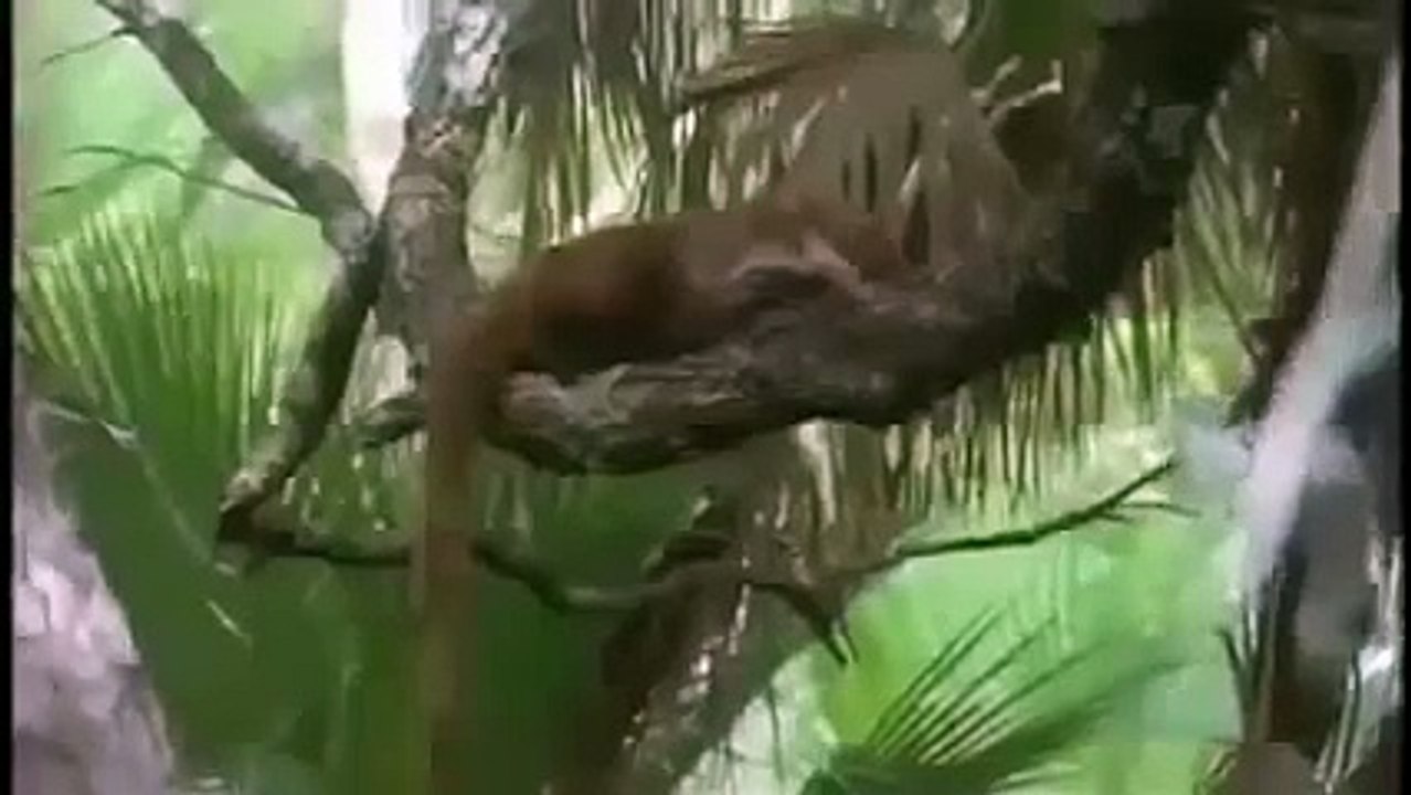 THE JAGUAR: YEAR OF THE CAT - Animals/Wildlife/Nature (documentary) [NEW Documentary 2014