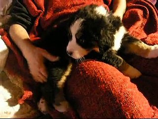 13fév Lily Rose sur les genoux