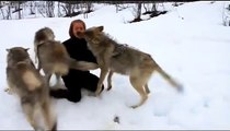 Even wolves can be friendly - Волки тоже помнят добро ! Жесть !