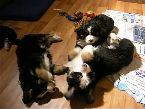 13FÉV MÂLE ORANGE AVEC LA FEMELLE VERTE ET LA FEMELLE MAUVE