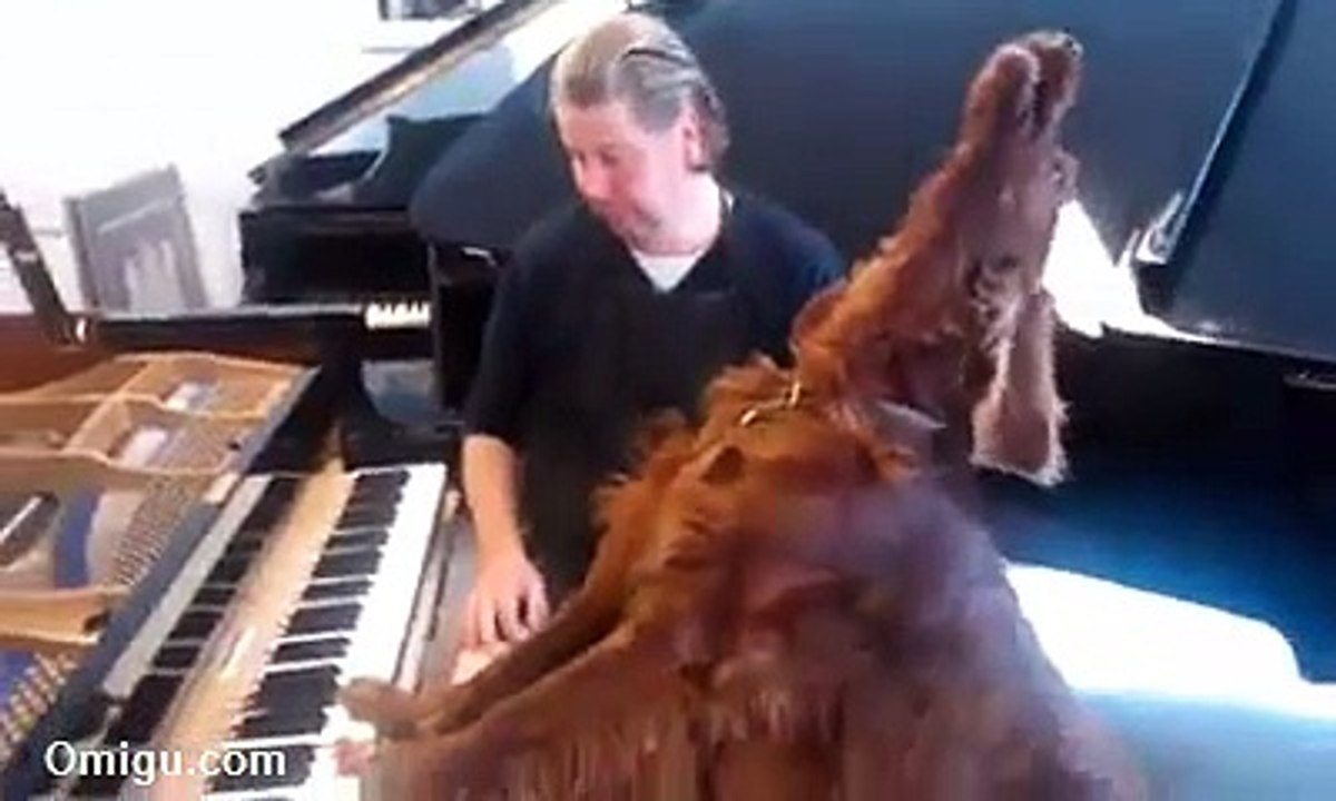 Musician Dog