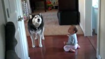 Perro imita a un bebé y se vuelve viral en internet