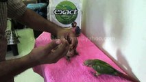 Cinnamon Mutation Green Cheek Conure Chicks of Syed Ovais Bilgrami
