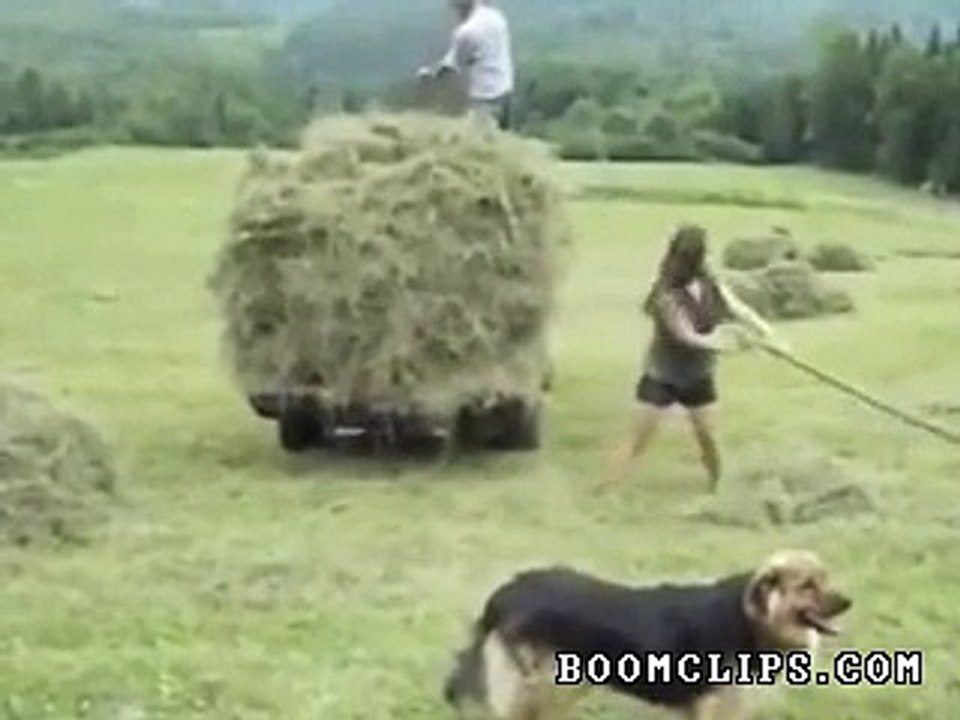 Pitchforking Hay Like a Boss, Funny Clip