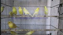Singing Canaries of Syed Ovais Bilgrami