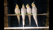 Fallow Cockatiels of Syed Ovais Bilgrami