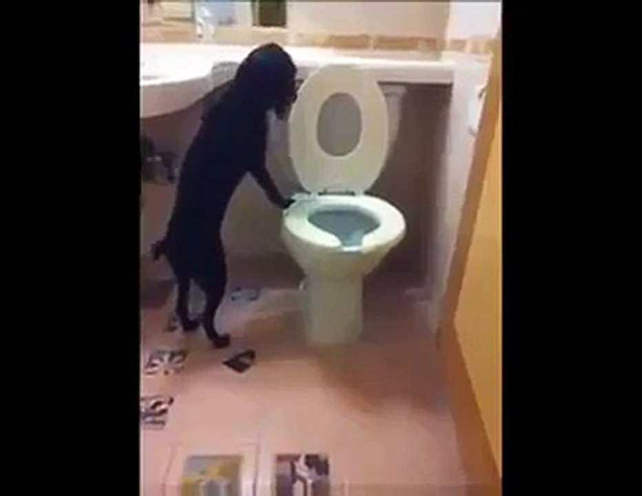 Çiş eğitimi almış köpeğin hali başka olur