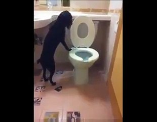 Çiş eğitimi almış köpeğin hali başka olur