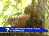 MINAE firma decreto para crear el Día Nacional del Felino Silvestre