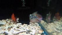 ultra king kamfa vip flowerhorn