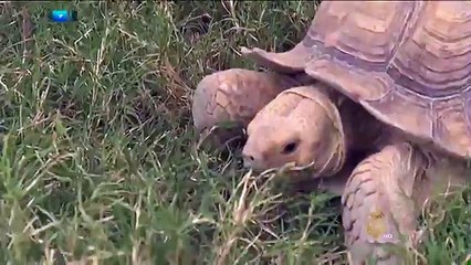 هذه قصتي.. بمبا ولد سويدات