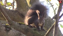 Squirrel on walnut tree