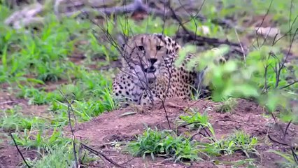 Makalali Conservancy, Garonga Safari Camp   www natural variation com