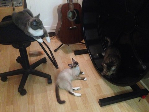 Cat Wheel Provides the Perfect Exercise Outlet