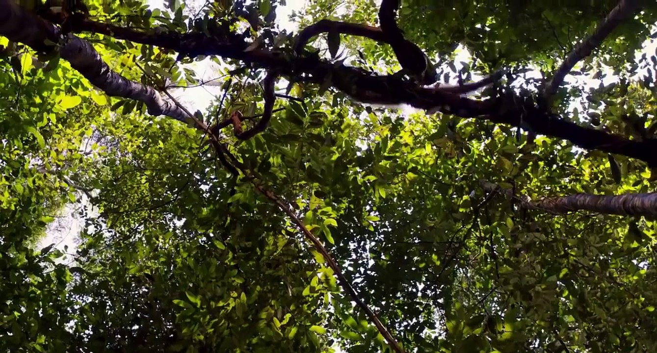Amazonia - Official Trailer 2013 HD