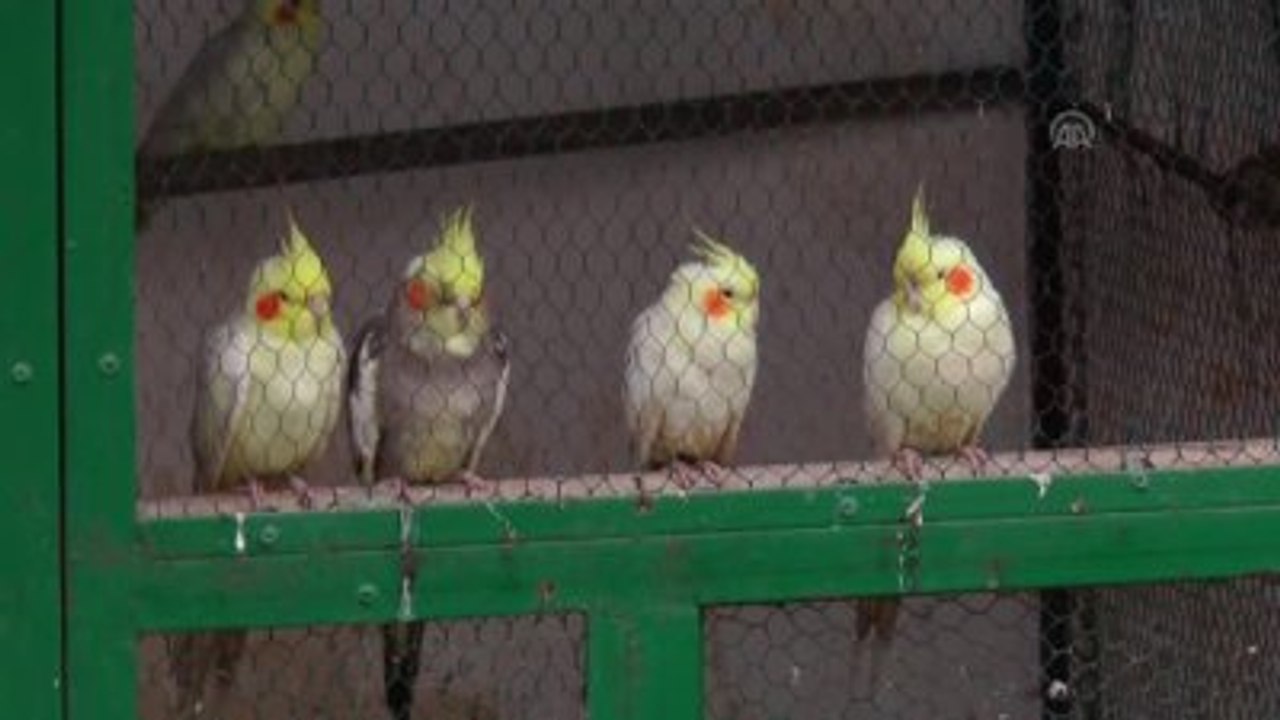 Tunuslular, Sevgililer Günü'nde "Muhabbet Kuşu" Hediye Ediyor