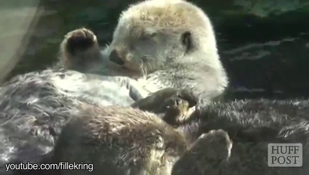 Des loutres amoureuses - compilation d'animaux trop mignons!