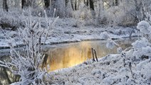 Winter Ambience |  Birdsong, Light Wind in the Trees - Nature Sounds