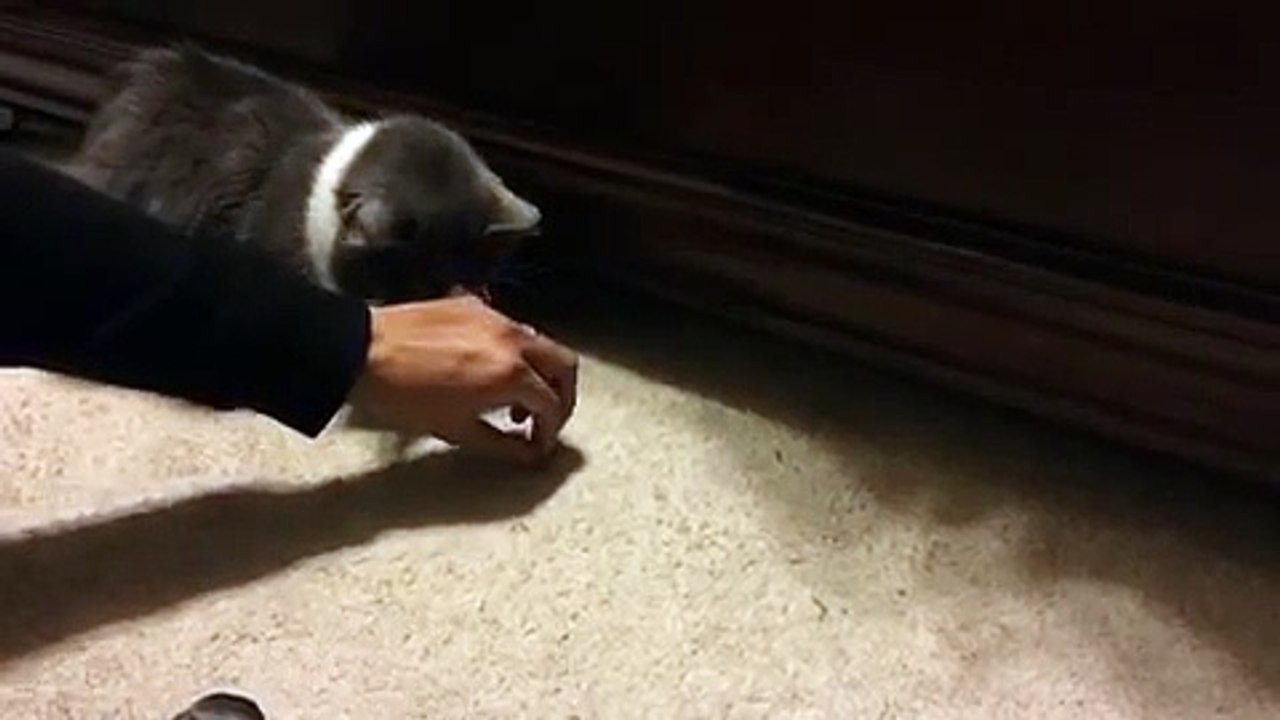 Un chat planqué sous un lit pique de la nourriture à son pote!