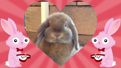 So cute bunnies : adopt one of them!