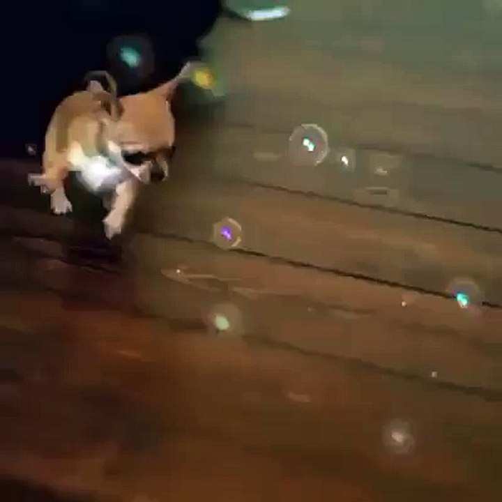 Slow motion cuteness