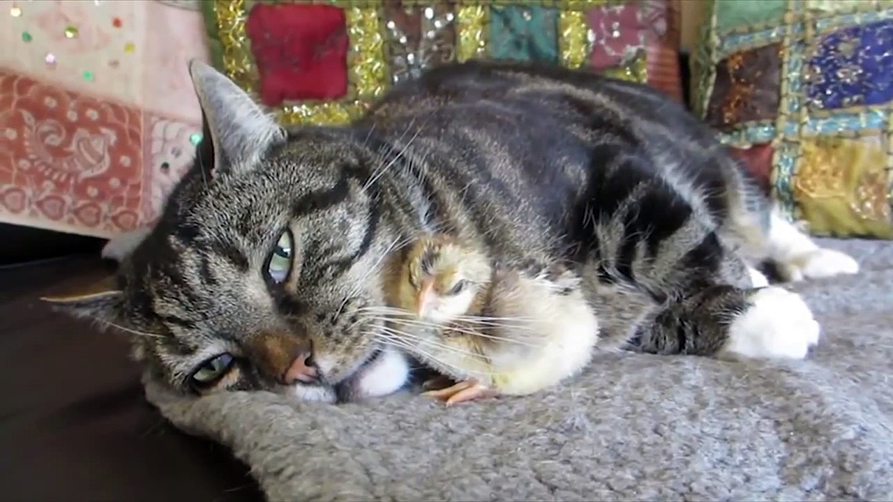 Chick sleeps on Cat's whiskers - Цыпленок спит у кота на усах ))