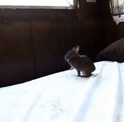 Believing in hope he can fly baby bunnies:)