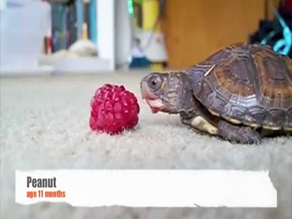 Cutest turtle eating a raspberry