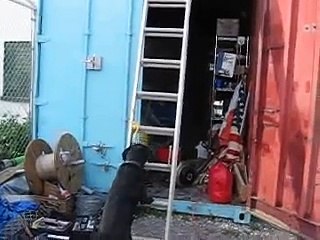 Dog Climbing Ladder