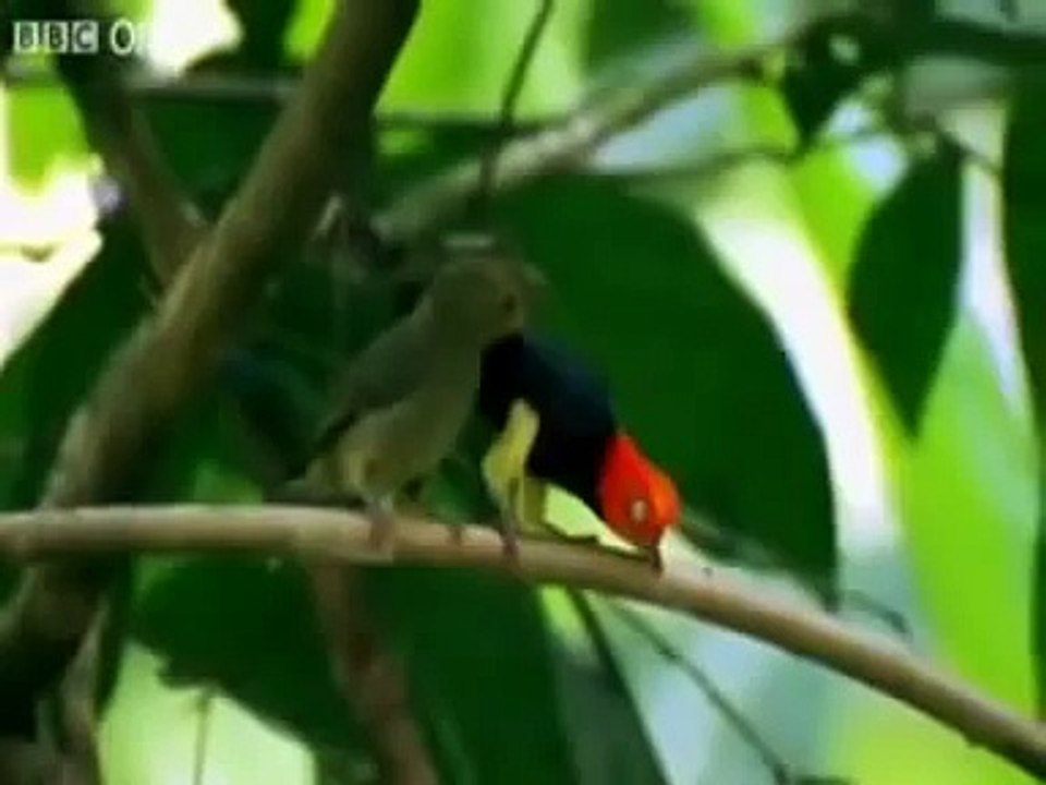 Fun birds