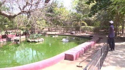 Senegal'in Egzotik Kuşları Koruma Altında