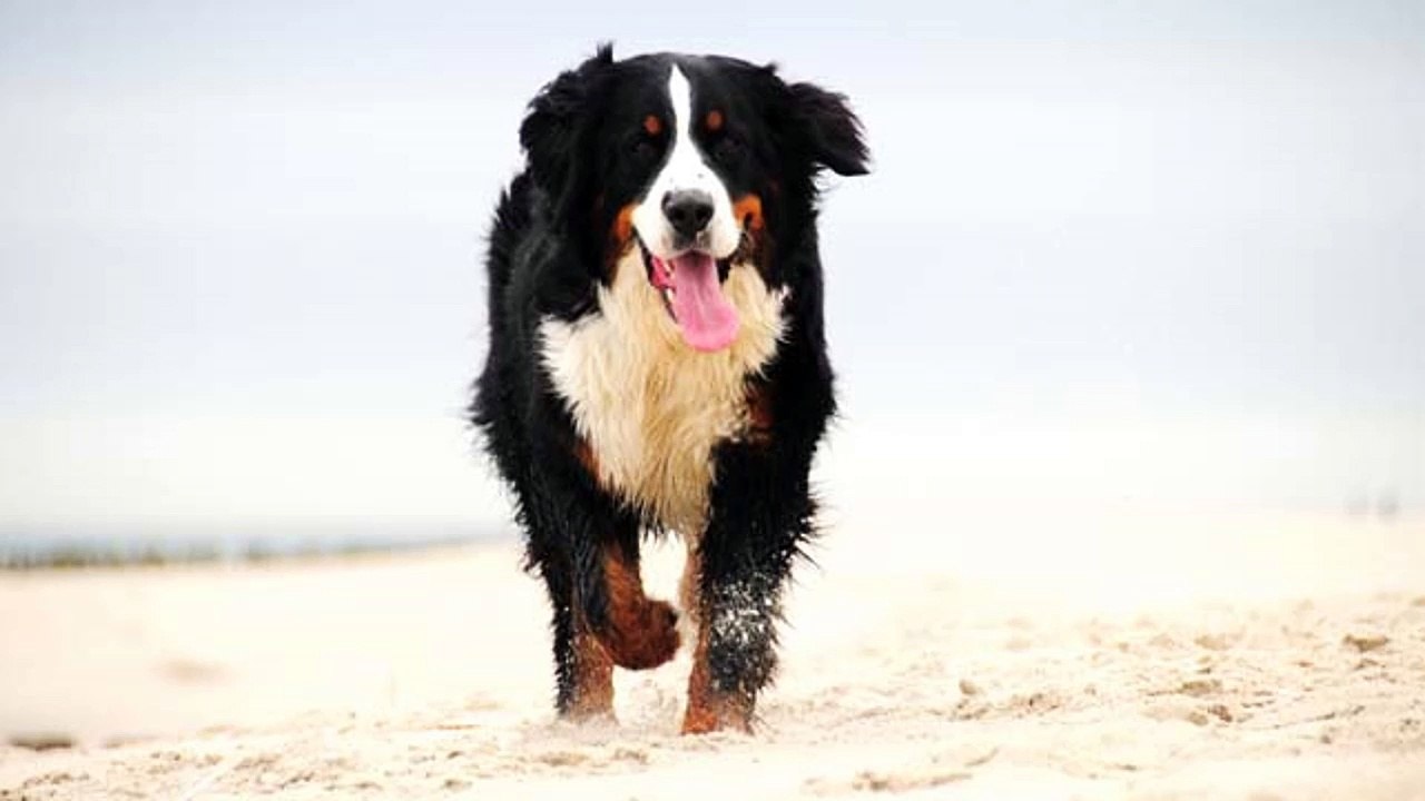 Training The Dog To Come When It Is Called