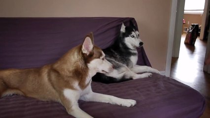 Le chien qui dit "I want Potatoes!"