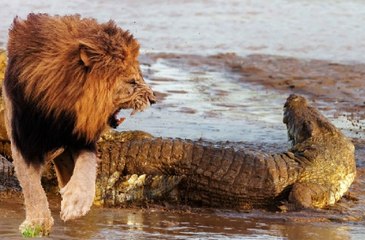 Male Lion Attacks a Giant Crocodile
