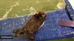 Crying Otter Cub Rescued By Scottish SPCA