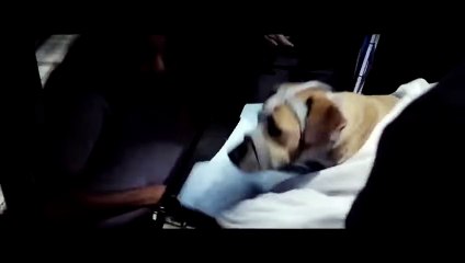 The Lazarus Effect Official Trailer (2015) - Olivia Wilde, Evans Peter Thriller Movie HD - video by mohsinahmad